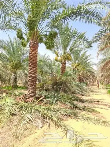 واشنطن زينه 0