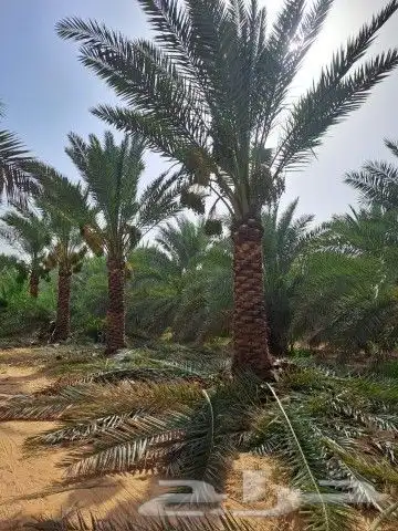 واشنطن زينه 1