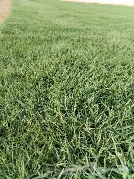 ثيل طبيعي سي 2000 وانتورو وياباني وفرنسي توريد وزراعه 1