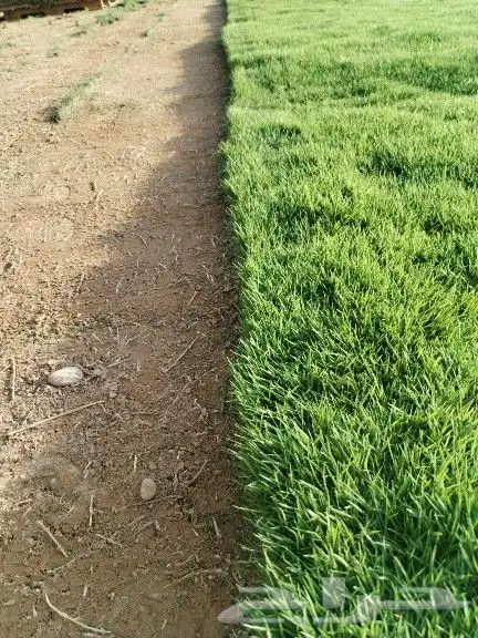 ثيل طبيعي سي 2000 وانتورو وياباني وفرنسي توريد وزراعه 3