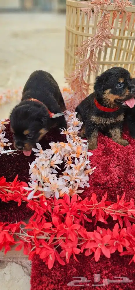 جراء روت وايلر مستوا خرافي استلام فوري 2