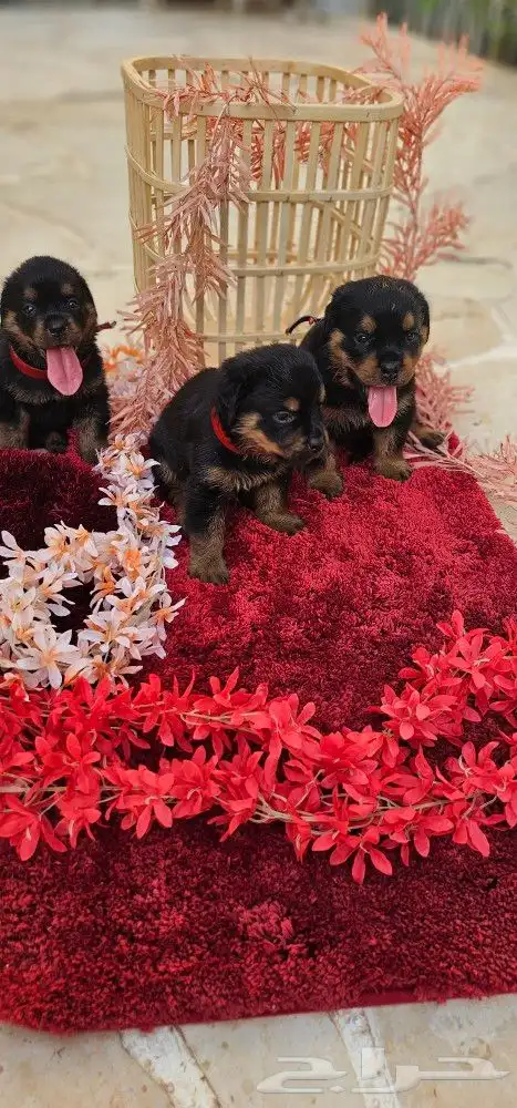 جراء روت وايلر مستوا خرافي استلام فوري 0