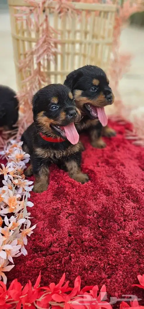 جراء روت وايلر مستوا خرافي استلام فوري 3