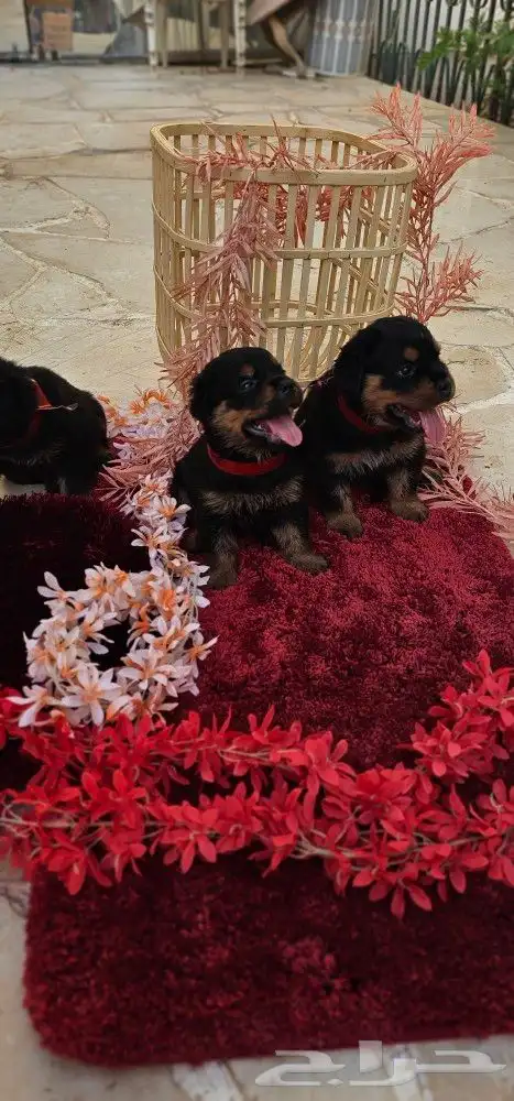 جراء روت وايلر مستوا خرافي استلام فوري 1