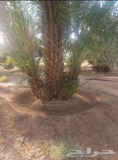 جميع انواع الفسايل الطيبه 2