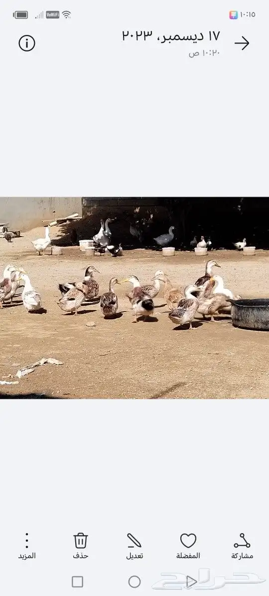 بط كيني للبيع 1