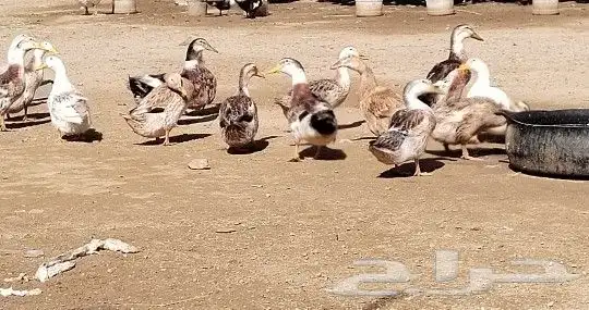 بط كيني للبيع 0