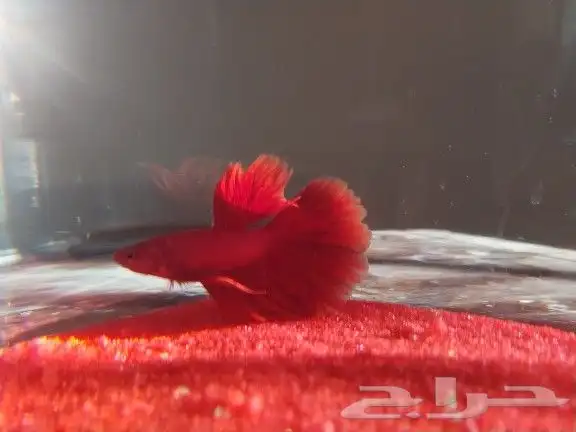 سمك الفايتر 3