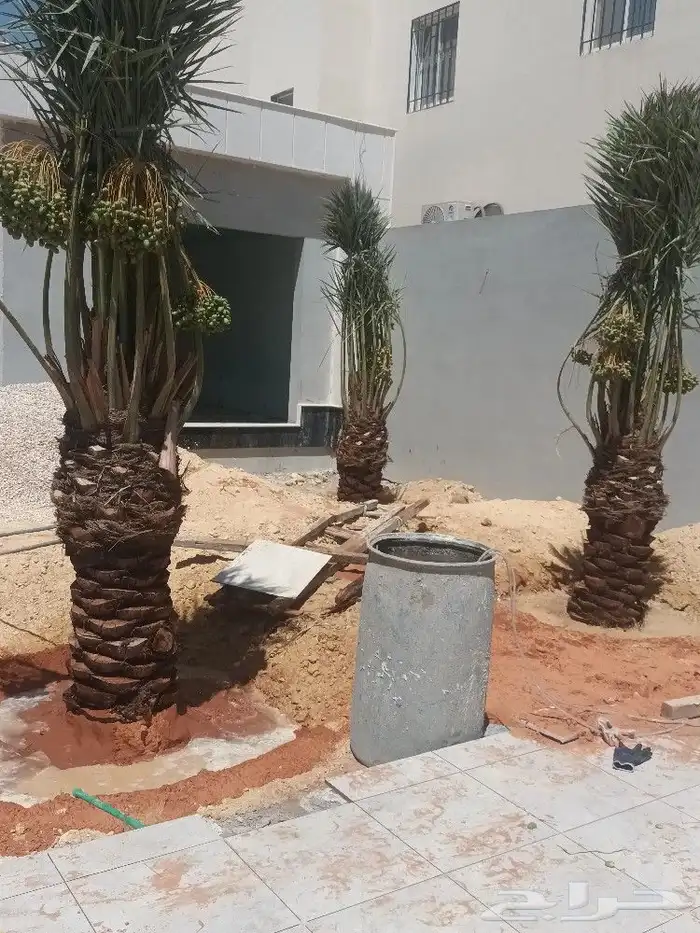 توريد وزرع نخل عربي ولزينه الواشنطني 0