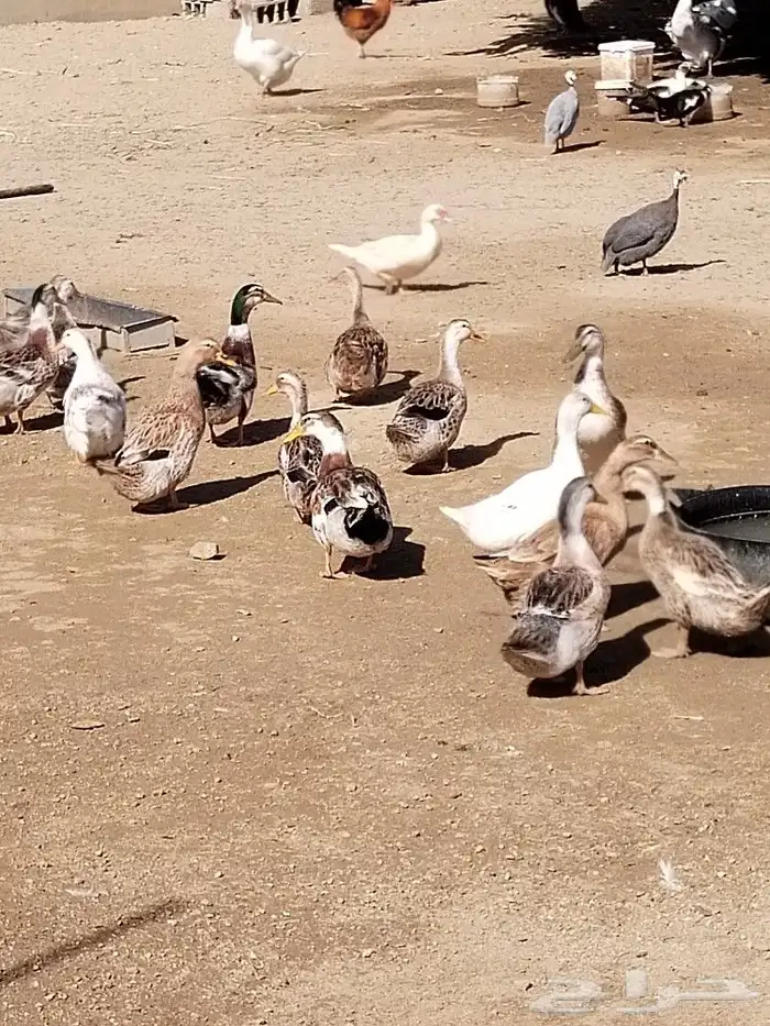 بط كيني للبيع 4