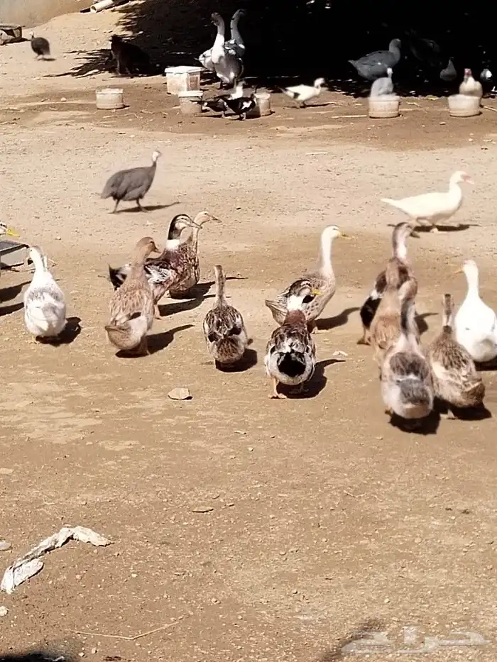 بط كيني للبيع 3