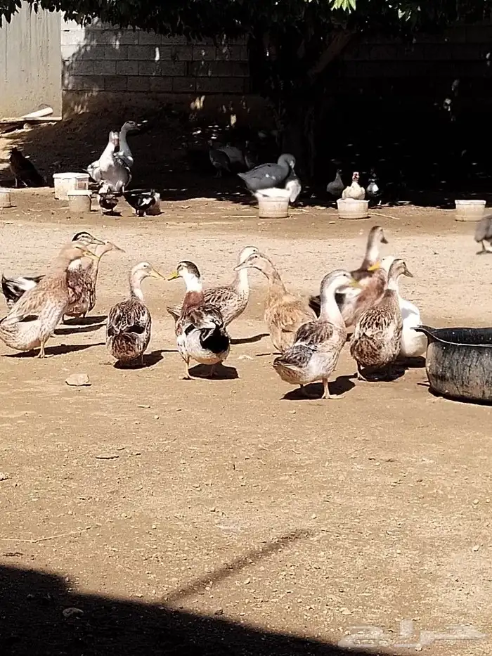 بط كيني للبيع 2