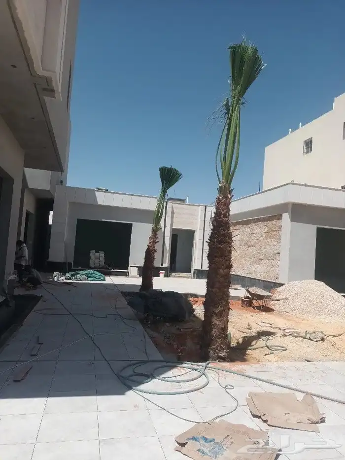 توريد وزرع نخل عربي ولزينه الواشنطني 3