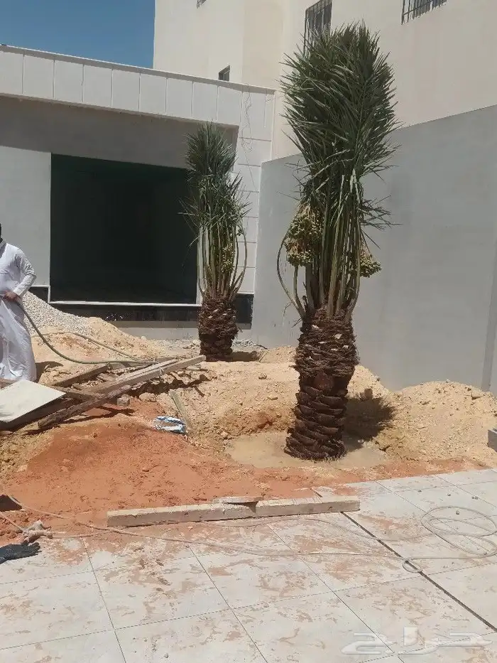 توريد وزرع نخل عربي ولزينه الواشنطني 1
