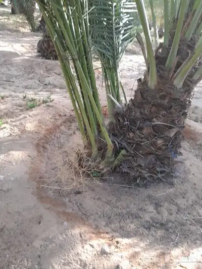 جميع انواع الفسايل الطيبه 4