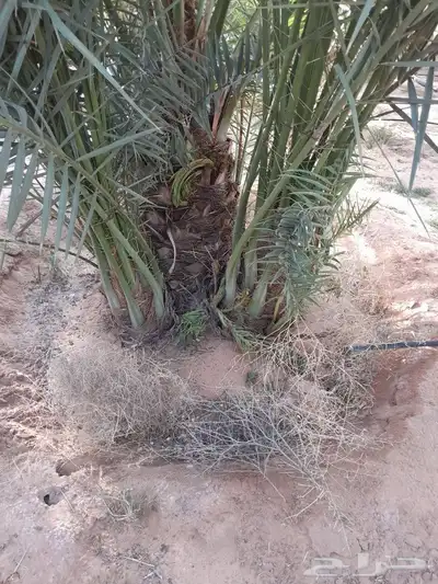 جميع انواع الفسايل الطيبه 9