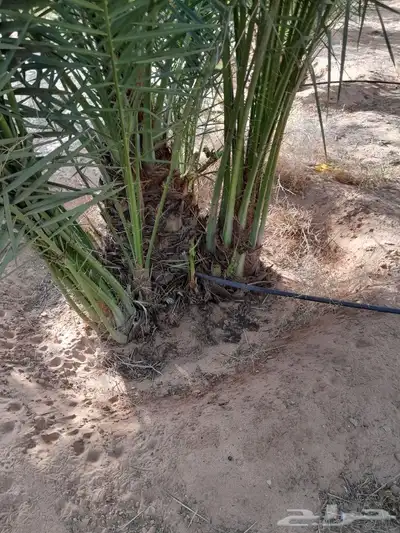 جميع انواع الفسايل الطيبه 8