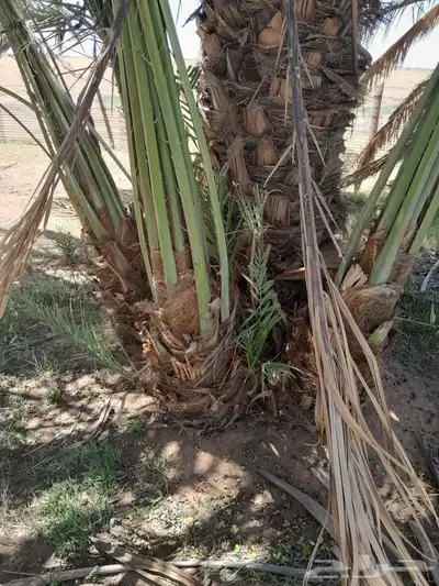 جميع انواع الفسايل الطيبه 1