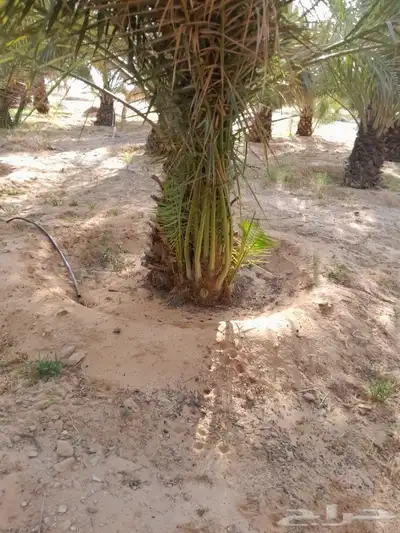 جميع انواع الفسايل الطيبه 3