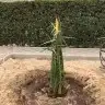 فسايل صقعي مجدوله فنخا سلطانه برحي سكري خلاص مسكاني 7
