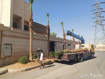 قلع وغرس ونقل النخيل بجميع انواعه 0