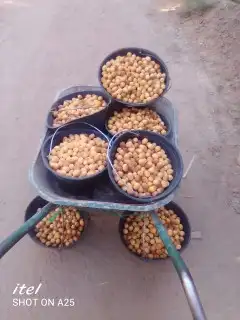 ونيت لتوصيل رطب تمر من المزارع إلى سوق وتوصيل مشاوير 3