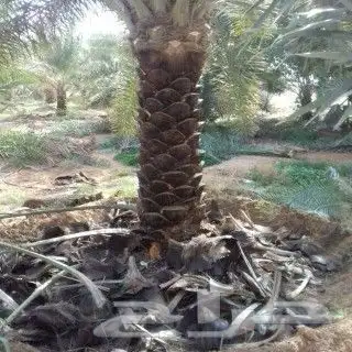 توريد نخيل عربي واشنطني بجميع انواعه ومقاساته 2