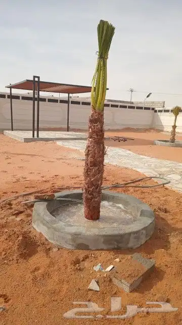 يوجد لدينا نخل واشنطني زينه امريكي ابو مروحه بمقاساته واحجام 5