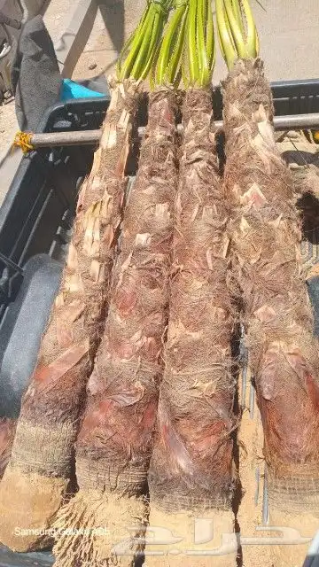 يوجد لدينا نخل واشنطني زينه امريكي ابو مروحه بمقاساته واحجام 3
