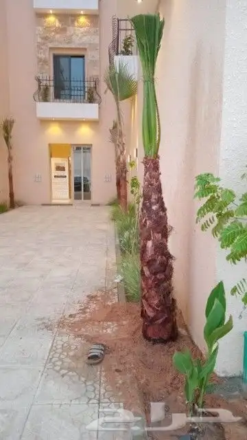 يوجد لدينا نخل واشنطني زينه امريكي ابو مروحه بمقاساته واحجام 6