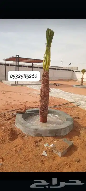 يوجد لدينا نخل واشنطني زينه امريكي ابو مروحه بمقاساته واحجام 7