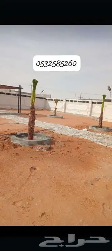 يوجد لدينا نخل واشنطني زينه امريكي ابو مروحه بمقاساته واحجام 8