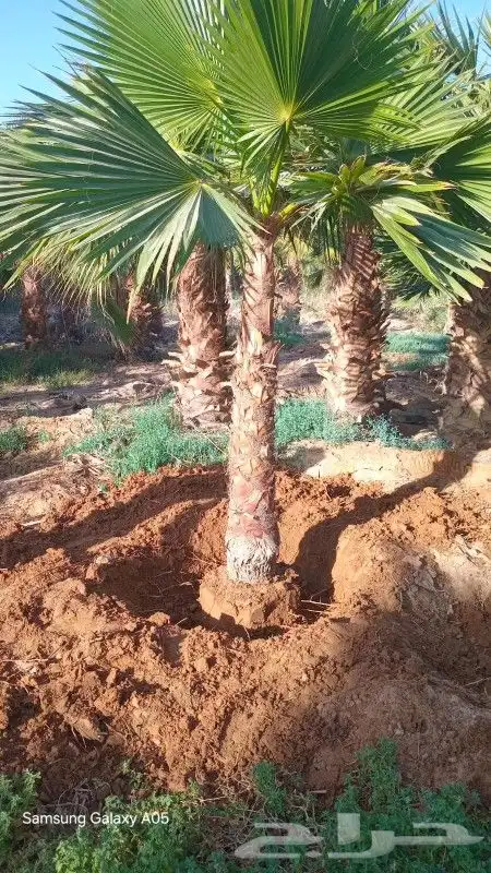 يوجد لدينا نخل واشنطني زينه امريكي ابو مروحه بمقاساته واحجام 2