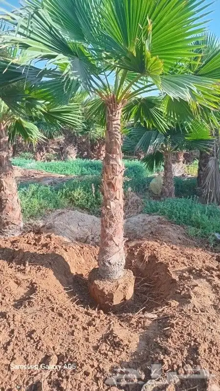 يوجد لدينا نخل واشنطني زينه امريكي ابو مروحه بمقاساته واحجام 0