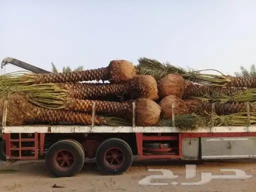 توريد نخيل عربي واشنطني بجميع انواعه ومقاساته 4