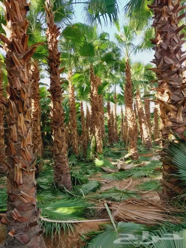 نخل بجميع مقاساته 0