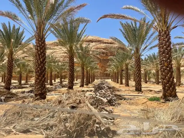 نخل بجميع مقاساته 7