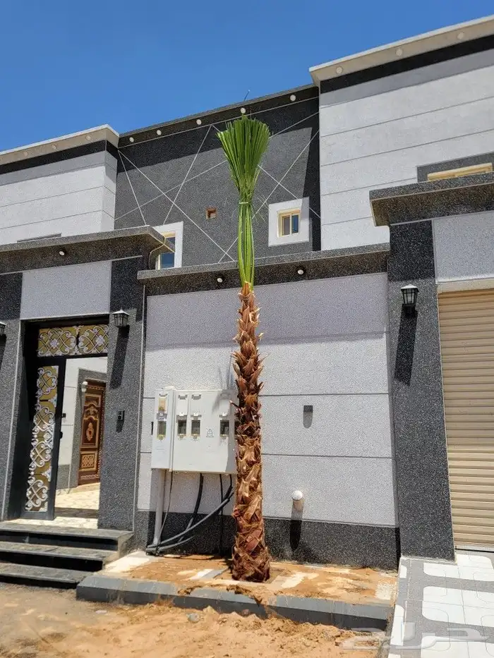 نخل بجميع مقاساته 4