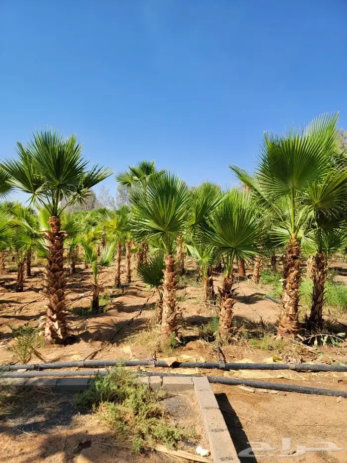 نخل بجميع مقاساته 6