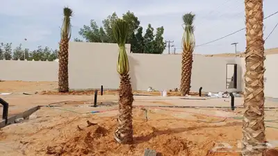 قلع وغرس ونقل النخيل بجميع انواعه 2