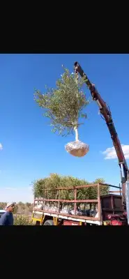 يوجد لدينا انوع الشجر والزيتون والنخيل عربي وشنطني والبرتقال 4