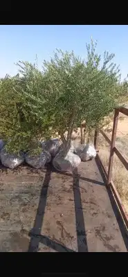 يوجد لدينا انوع الشجر والزيتون والنخيل عربي وشنطني والبرتقال 5
