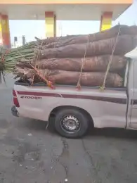 نخيل وشنطني زينه وعربي 5