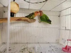 كروانات كنيورات لوري روز كوكاتو جالا وامازوني درة 3