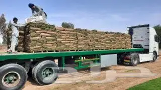 نجيله طبيعي _ نخيل واشنطونيا _ نخيل بلدي _ أشجار 1