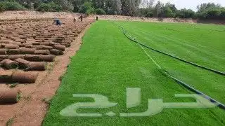 نجيله طبيعي _ نخيل واشنطونيا _ نخيل بلدي _ أشجار 0