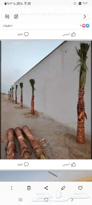 نخيل وشنطني زينه وعربي 3