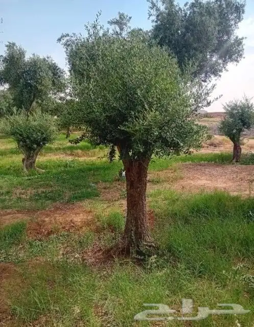 يوجد لدينا انوع الشجر والزيتون والنخيل عربي وشنطني والبرتقال 3