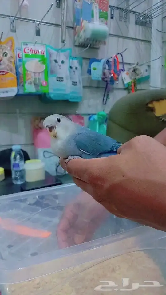 فرخ روز وفرخ كروان 2