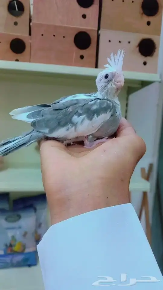 فرخ روز وفرخ كروان 1